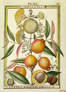 Malabar Pruim of Rozenappel (Eugenia Jambos of Syzygium Jambos), aquarel door Delahaye