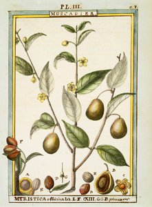 Nootmuskaat (Myristica fragrans of officinalis), aquarel door Delahaye