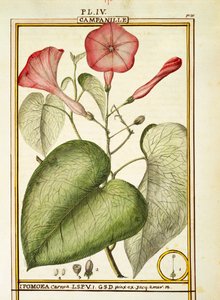 Roze Winde (Ipomoea Carnea), aquarel door Delahaye
