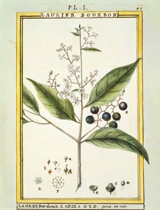 Rode Laurier (Laurus borbonia of Persea carolinensis), aquarel door Delahaye