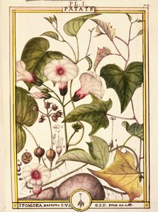 Zoete aardappel (Ipomea batatas)