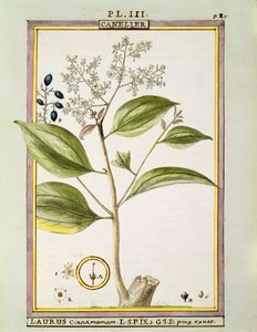 Echte Kaneel (Cinnamomum Verum), aquarel door Delahaye