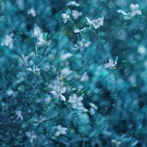 Dromerige blauwe tuinbloemen