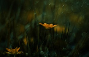 Dromerige gele bloemen