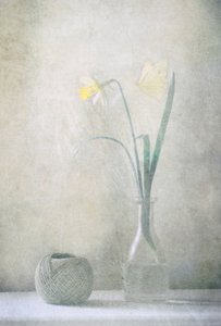 Lente-narcisvlinder door Delphine Devos