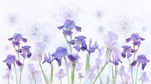 Dromerige lavendelkleurige irissen door Denis O Reilly