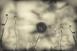  door Desislava Ignatova