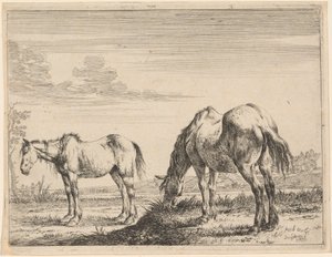 Twee Grazende Paarden door Dirck Stoop