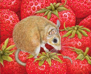 Aardbei-Muis, 1995