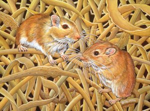 De Gerbils, 1994 door Ditz