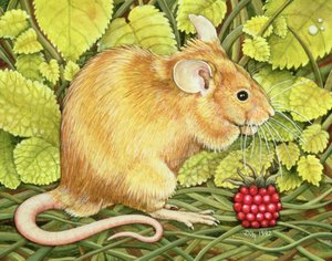 De frambozen-muis