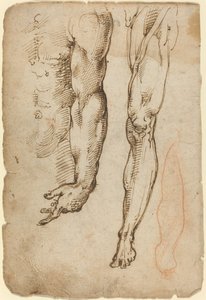 Anatomische Studies door Domenico Beccafumi