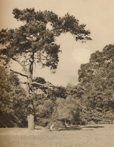 In Hadley Woods, overblijfsel van het oude koninklijke jachtbos van Enfield Chase, ca. 1935 door Donald McLeish