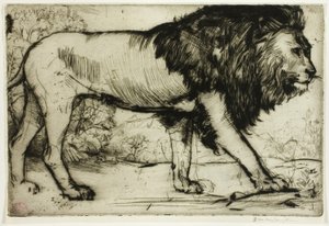 Een leeuw door Donald Shaw MacLaughlan