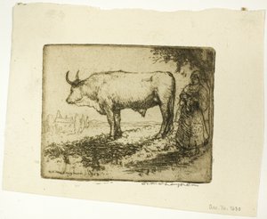 De witte os