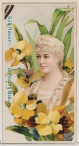 Gillyflower: Onvergankelijke Schoonheid, uit de serie Bloemenpracht en Taal van Bloemen N7..., 1892 door Donaldson Brothers