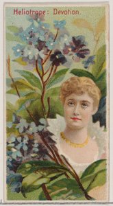 Heliotroop: Devotie, uit de serie Floral Beauties and Language of Flowers N75 voor Du..., 1892 door Donaldson Brothers