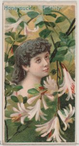 Kamperfoelie: Trouw, uit de serie Bloemenschoonheden en de taal van bloemen N75 voor D..., 1892 door Donaldson Brothers