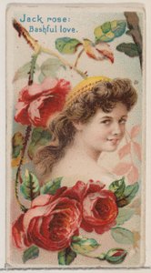 Jack Rose: Verlegen Liefde, uit de serie Bloemschoonheden en Taal van Bloemen N75