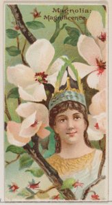 Magnolia: Pracht, uit de serie Bloemenschoonheden en de taal van bloemen N75 voor..., 1892 door Donaldson Brothers