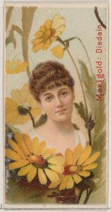 Goudsbloem: Minachting, uit de serie Bloemenschoonheden en de taal van bloemen door Donaldson Brothers
