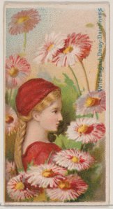 Wilde Engelse madelief: Sierlijkheid, uit de serie Floral Beauties and Language of Flowers, 1892 door Donaldson Brothers