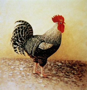 Gevlekte Haan