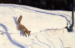 Vos springend van een besneeuwde oever