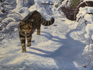 Schotse wilde kat (olieverf op doek)