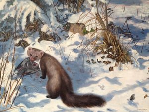 Steenmarter in de sneeuw (olieverf op doek)