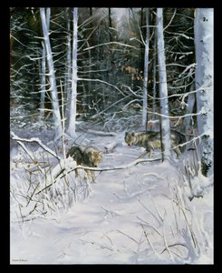 Wolven in een besneeuwd bos