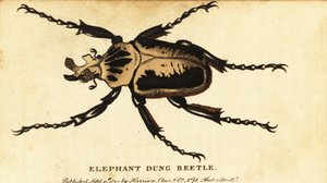 Koninklijke goliathkever, Goliathus regius