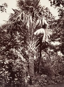 Grand Latanier, 1863