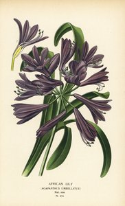 Afrikaanse lelie, Agapanthus africanus door Désiré Georges Jean Marie Bois