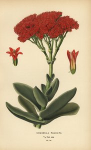 Vliegtuigplant, Crassula perfoliata var. falcata