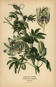 Blauwe passiebloem, Passiflora caerulea