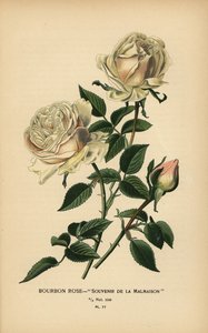 Bourbon roos, Souvenir de la Malmaison door Désiré Georges Jean Marie Bois