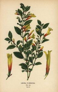 Braziliaanse fuchsia, Justicia floribunda. Chromolithografie naar een illustratie van Desire Bois uit Edward Step