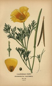 Californische klaproos, Eschscholzia californica