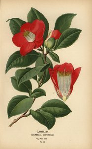 Camellia, Camellia japonica door Désiré Georges Jean Marie Bois