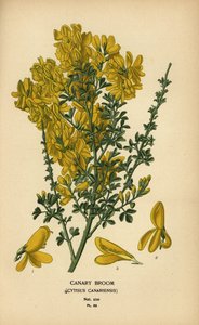 Canarische brem, Genista canariensis