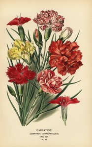 Anjer, Dianthus caryophyllus