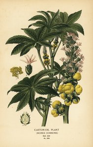 Wonderboom, Ricinus communis. Chromolithografie van een illustratie door Desire Bois uit Edward Step