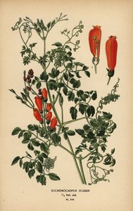 Chileense glorie-bloem, Eccremocarpus scaber door Désiré Georges Jean Marie Bois