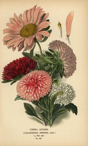 Chinese aster variëteiten, Callistephus x sinensis door Désiré Georges Jean Marie Bois