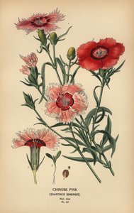 Chinese anjer, Dianthus chinensis door Désiré Georges Jean Marie Bois