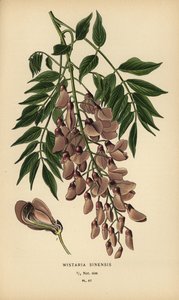 Chinese blauwe regen, Wisteria sinensis door Désiré Georges Jean Marie Bois