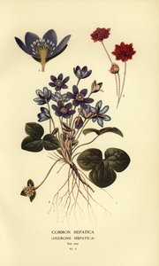 Leverbloempje, Anemone hepatica door Désiré Georges Jean Marie Bois