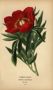 Gewone pioenroos, Paeonia officinalis