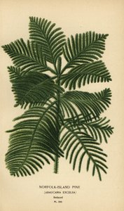 Cook-den, Araucaria columnaris. (Norfolk Island-den, Araucaria excelsa). Chromolithografie van een illustratie door Desire Bois uit Edward Step